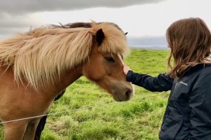 go to Iceland, horses, golden circle, travel Iceland by car