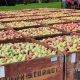 grey county apples at the farmer's pantry